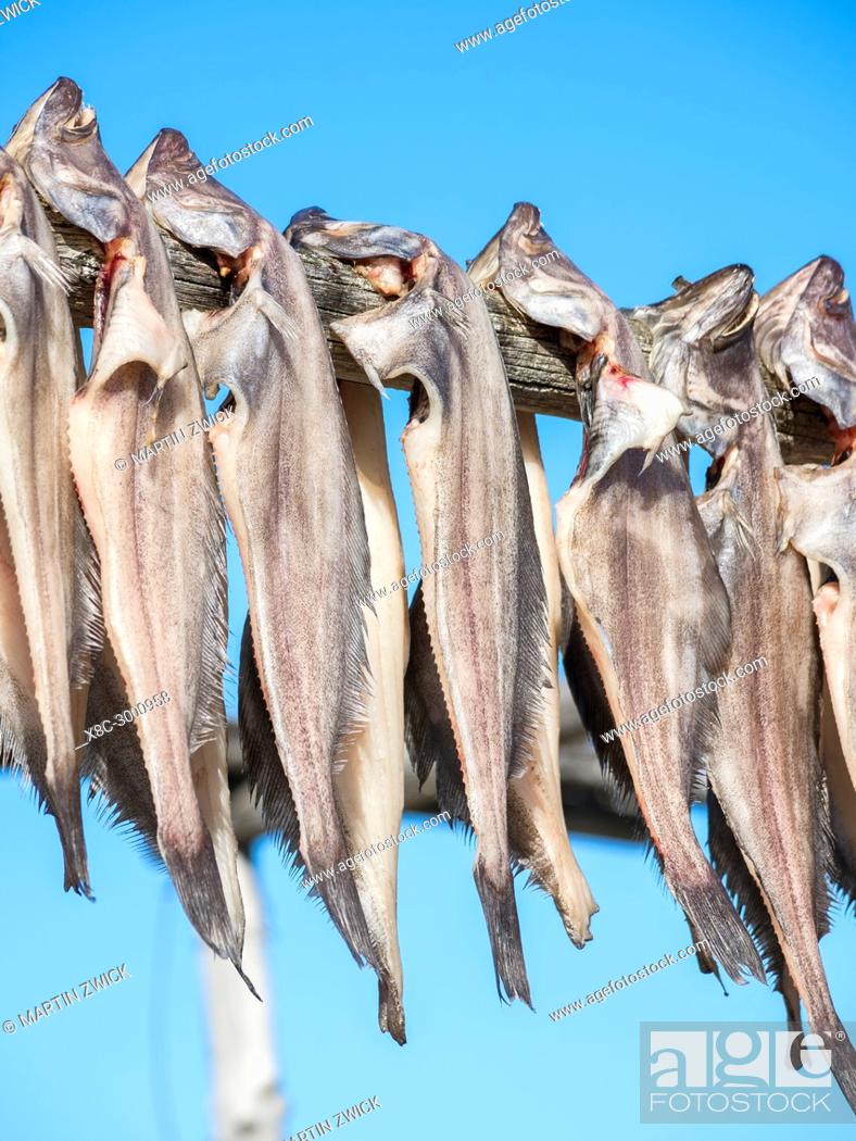 Stock Photo: Halibut drying. The Inuit village Oqaatsut (once called Rodebay) located in the Disko Bay. America, North America, Greenland, Denmark.