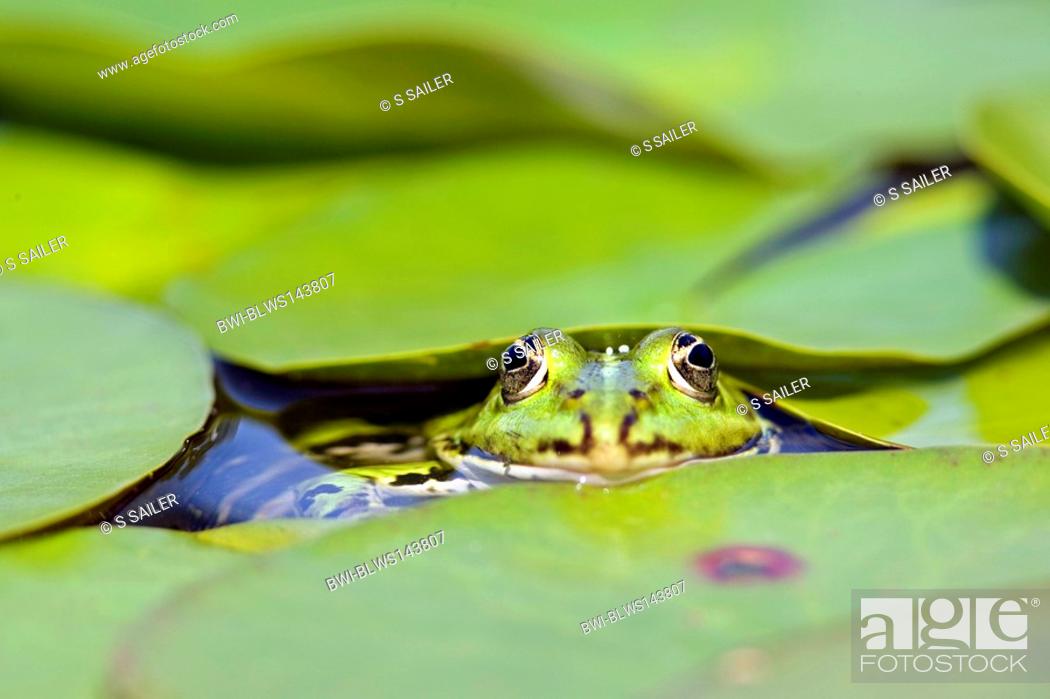Stock Photo: European edible frog, common edible frog Rana kl. esculenta, Rana esculenta, portrait of a frog in water looking out from between water lily leaves, Germany.