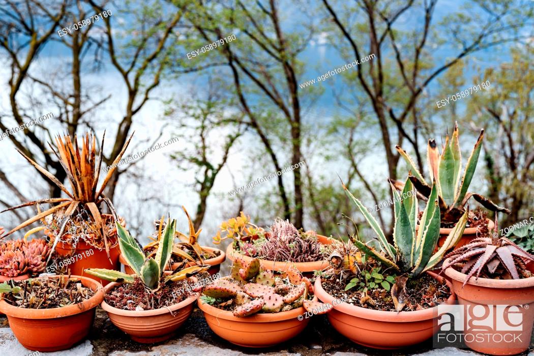 Stock Photo: Brown clay pots with assorted succulents and cacti. High quality photo.