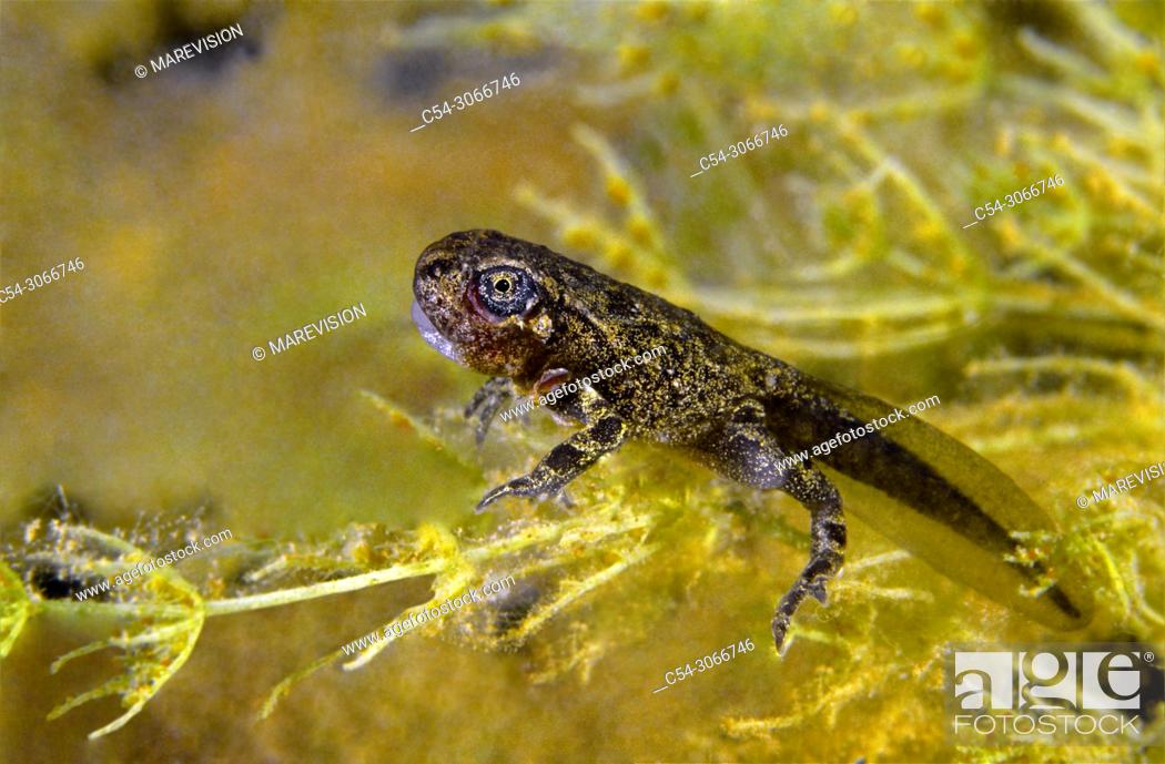 Stock Photo: Natterjack toad (Bufo calamita). Tadpole. Lake. Lago del Valle. Lagos de Somiedo. Asturias. Spain. Europe.