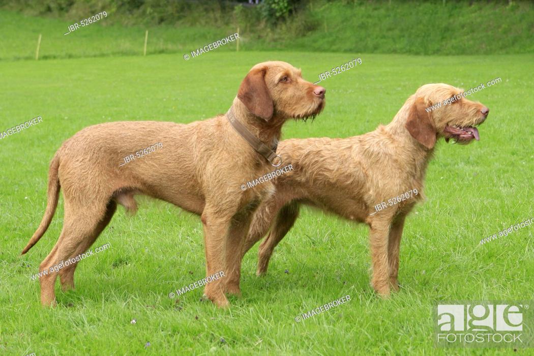 Stock Photo: Wire-haired Hungarian Pointers, male and female, wire-haired Vizsla, sideways.