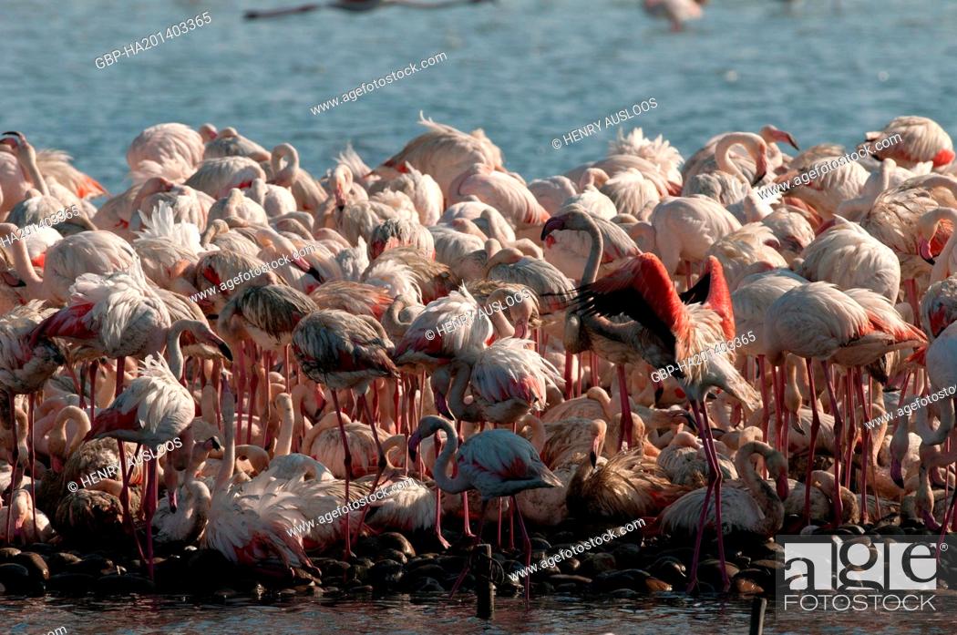 Photo de stock: França, Camargue, Flamingo, Phoenicopterus roseus, 03/05/2011.