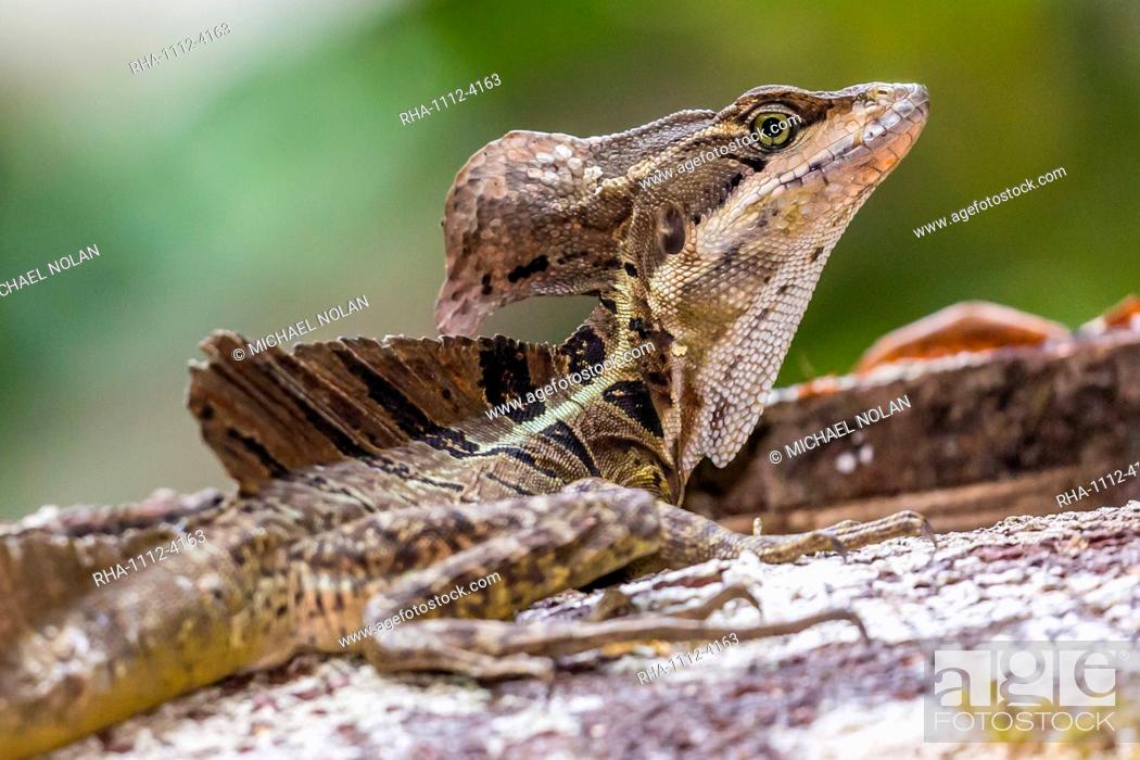 Stock Photo: An adult male common basilisk, Basiliscus basiliscus, in Corcovado National Park, Osa Peninsula, Costa Rica, Central America.