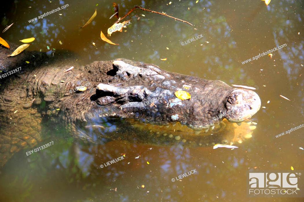 Stock Photo: Close-up crocodile resting on pool.