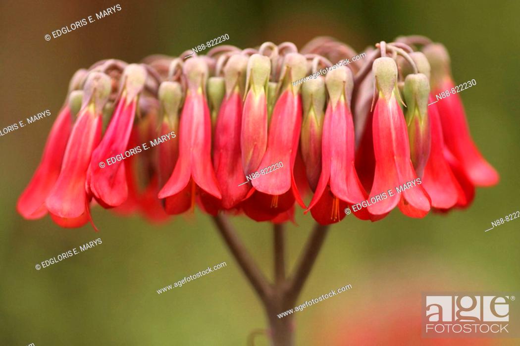 Stock Photo: Kalanchoe tubiflora (Fabaceae). Altos de Pipe, Estado Miranda, Venezuela.