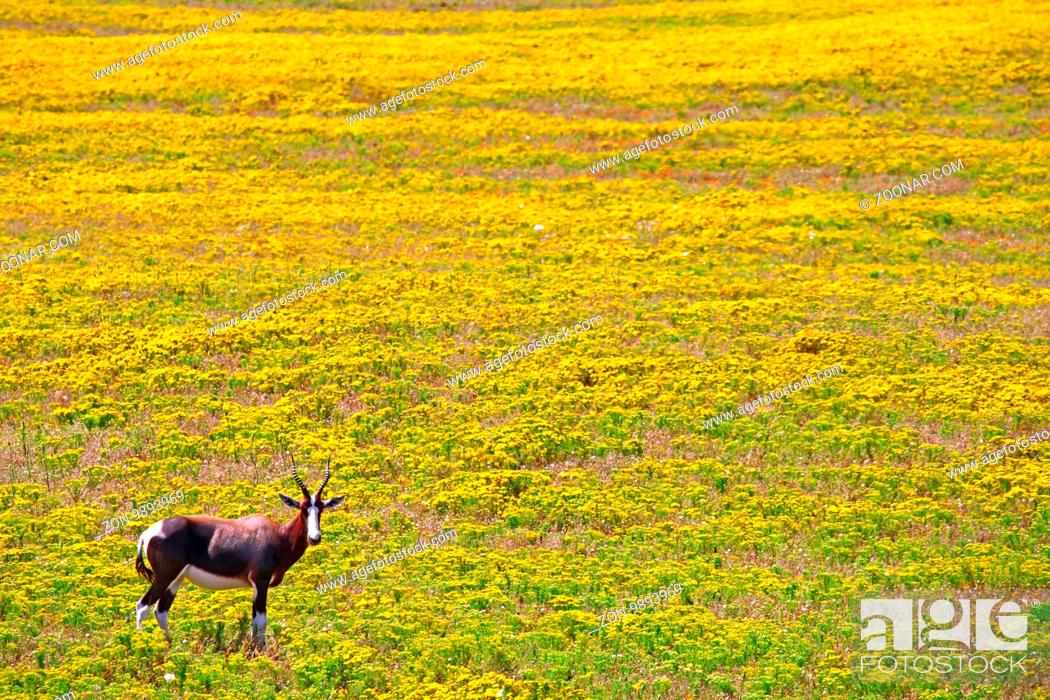 Stock Photo: Buntbock im West Coast Nationalpark, Südafrika, Bontebok, West Coast National Park, South Africa.