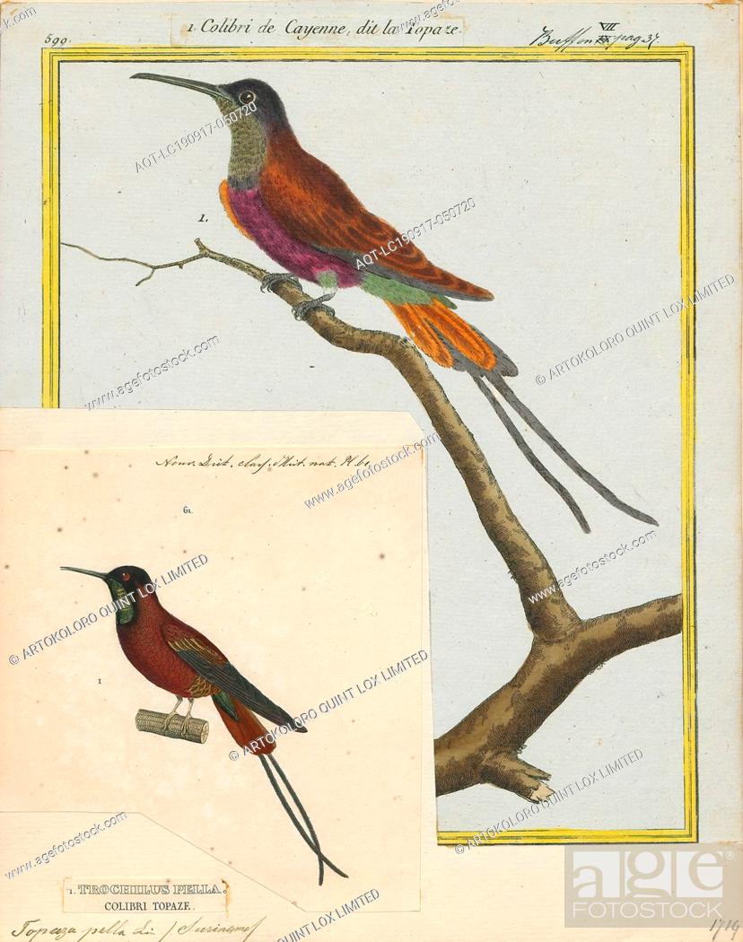 Stock Photo: Topaza pella, Print, The crimson topaz (Topaza pella) is a species of hummingbird in the family Trochilidae., 1700-1880.