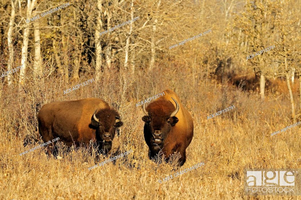 Plains bison (Bison bison bison) is the largest land animal in North America,  Stock Photo, Picture And Rights Managed Image. Pic. ACX-ACP133791 |  agefotostock