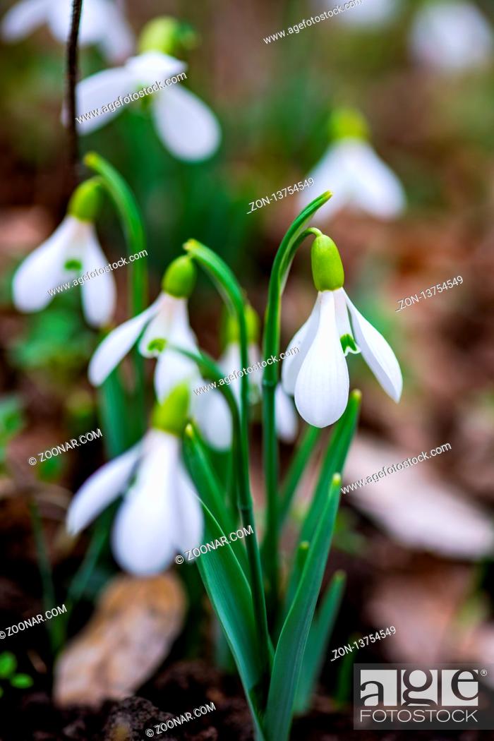Stock Photo: White snowdrop flowers in a forest as a spring time card.