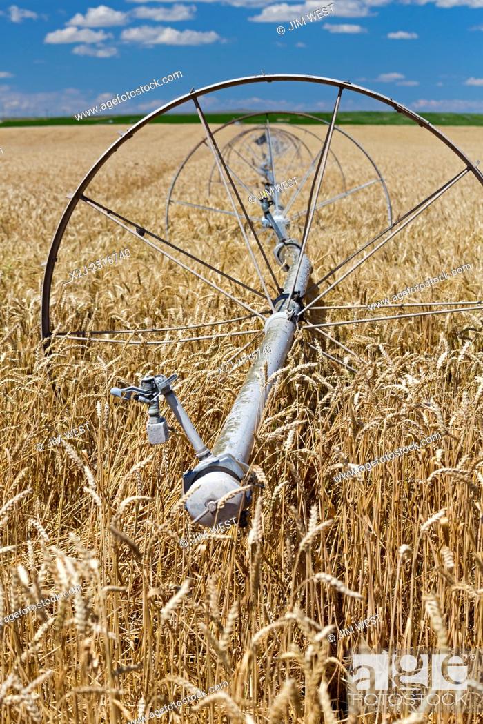 Stock Photo: Moreland, Idaho - Irrigation equipment in an Idaho wheat field.