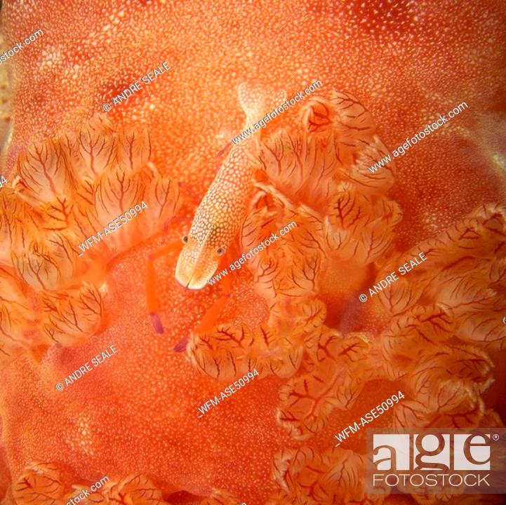 Stock Photo: Emperor Shrimp next to gills of Spanish Dancer, Periclimenes imperator, Hexabranchus sanguineus, West Escarceo, Puerto Galera, Mindoro, Philippines.