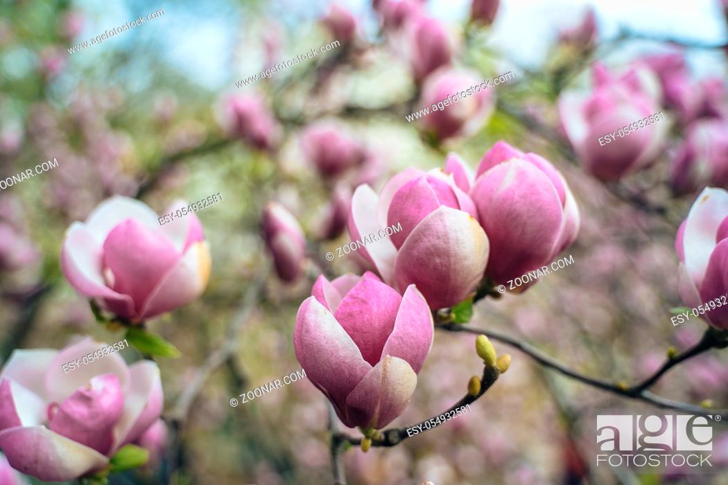 Stock Photo: flowers of pink magnolia, pink magnolia, Magnolia tree blossom, magnolia bud.