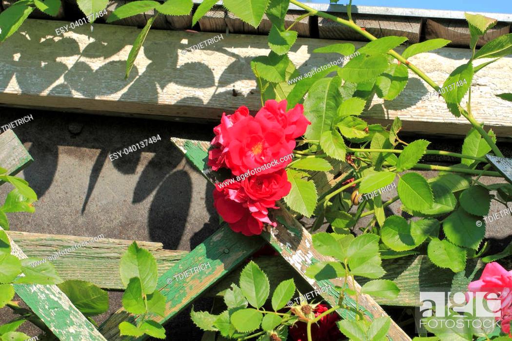 Stock Photo: Flowering climbing rose (Rosa filipes) in a garden.
