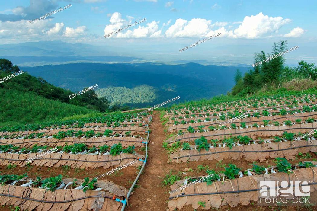 Imagen: Top view of Mon Jam (Thai local name) mountain with strawberry farm and chair in Chiangmai Thailand.