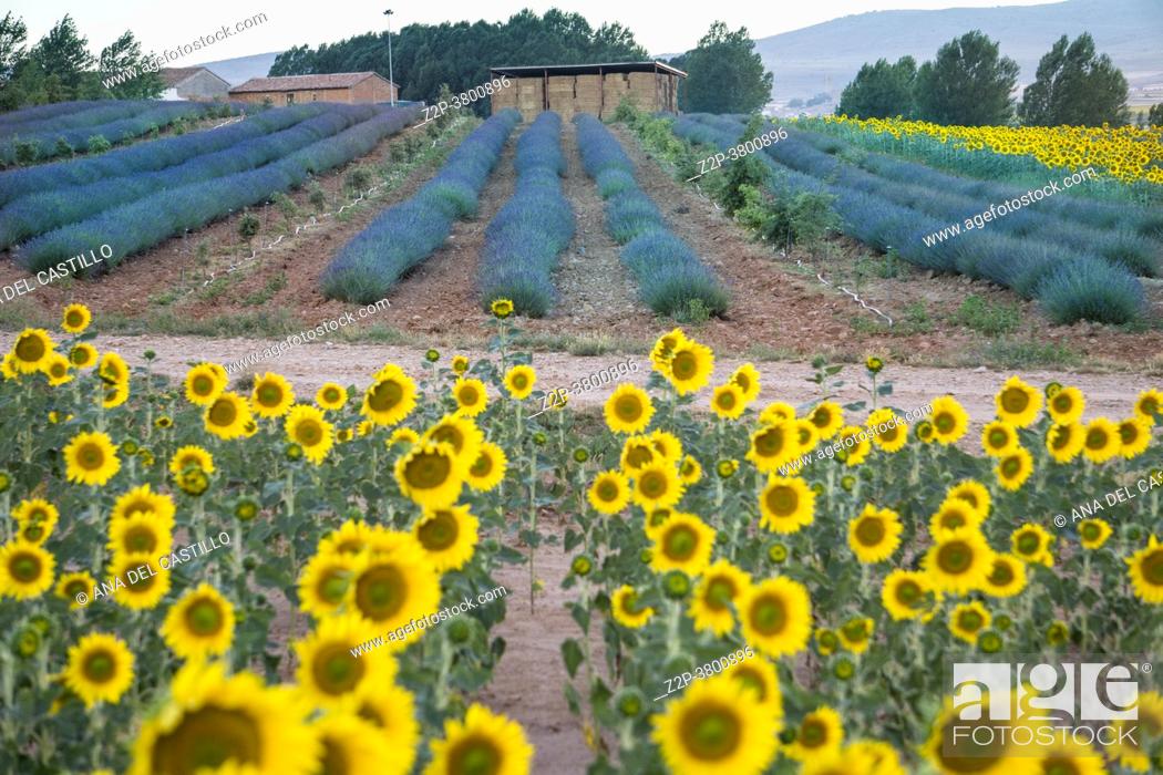 Stock Photo: Field of sunflowers and lavender El Pobo Teruel Aragon Spain.
