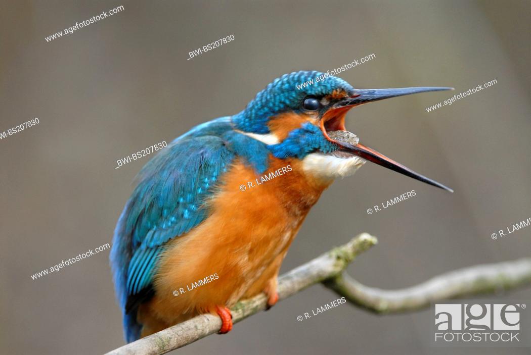 Stock Photo: river kingfisher (Alcedo atthis), pellet throwing, Germany, North Rhine-Westphalia.
