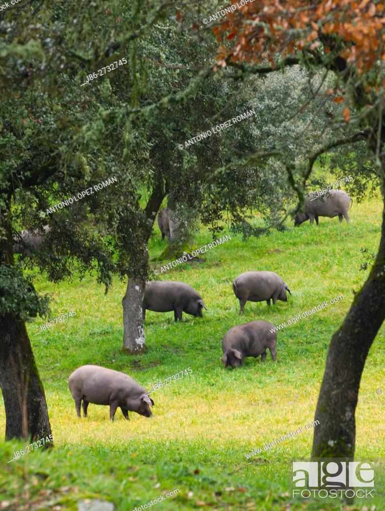 Stock Photo: Herd of iberian pigs, Jabugo, Huelva province, Spain.