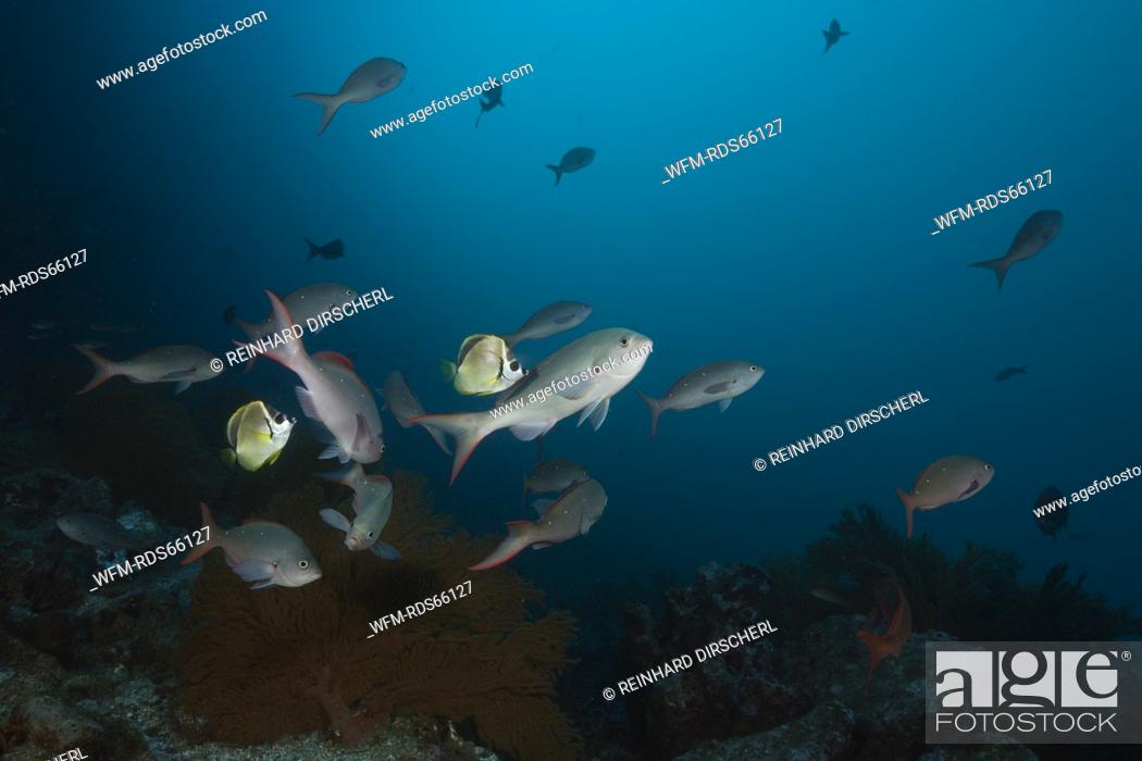 Stock Photo: Barberfishes clean Pacific Creolefish, Johnrandallia nigrirostris, Punta Vicente Roca, Isabela Island, Galapagos, Ecuador.
