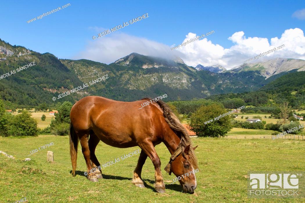 Stock Photo: Horse grazing in Rincón de Belagua  Isaba  Ronca Valley  Navarra  Spain  Europe.