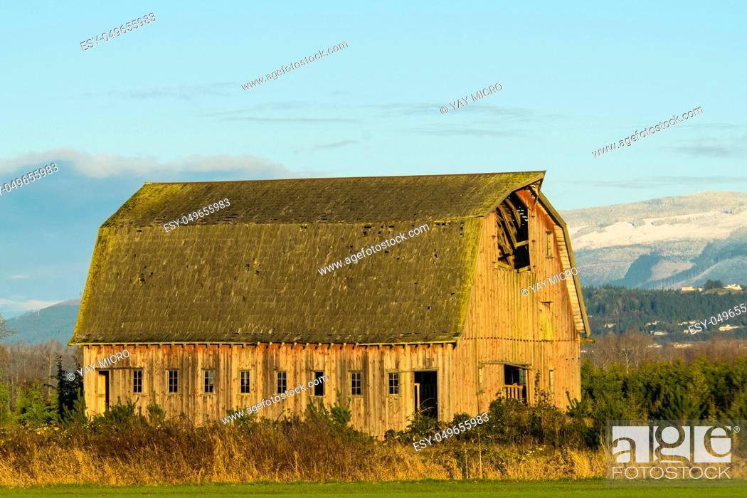 Imagen: Old barn standing in field of overgrowth in Washington's Skagit Valley.