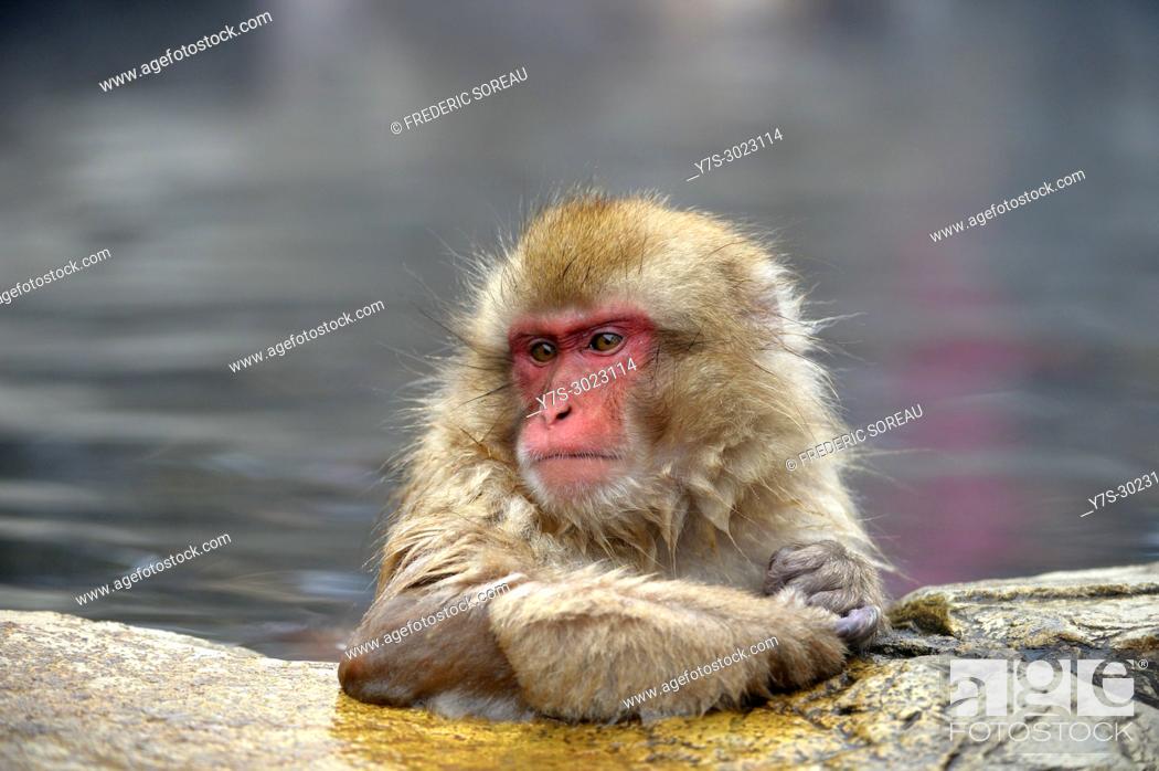 Stock Photo: Japanese Macaque snow monkey at Jigokudani Monkey Park near Nagano, Honshu, Japan, Asia.