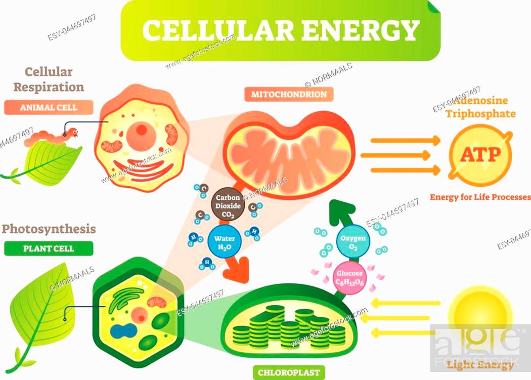 Animal and plant cell energy cycle vector illustration diagram with  mitochondrion and chloroplast..., Stock Vector, Vector And Low Budget  Royalty Free Image. Pic. ESY-044697497 | agefotostock