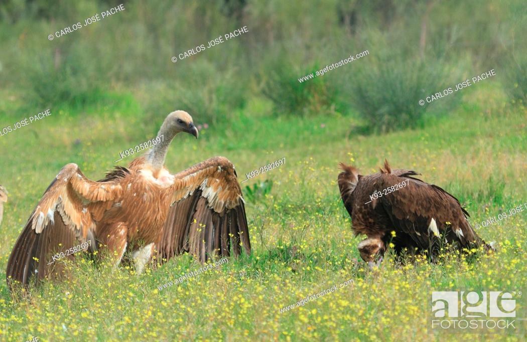 Stock Photo: Buitres en un comedero. Parque Nacional de Monfrague, Extremadura, Spain.