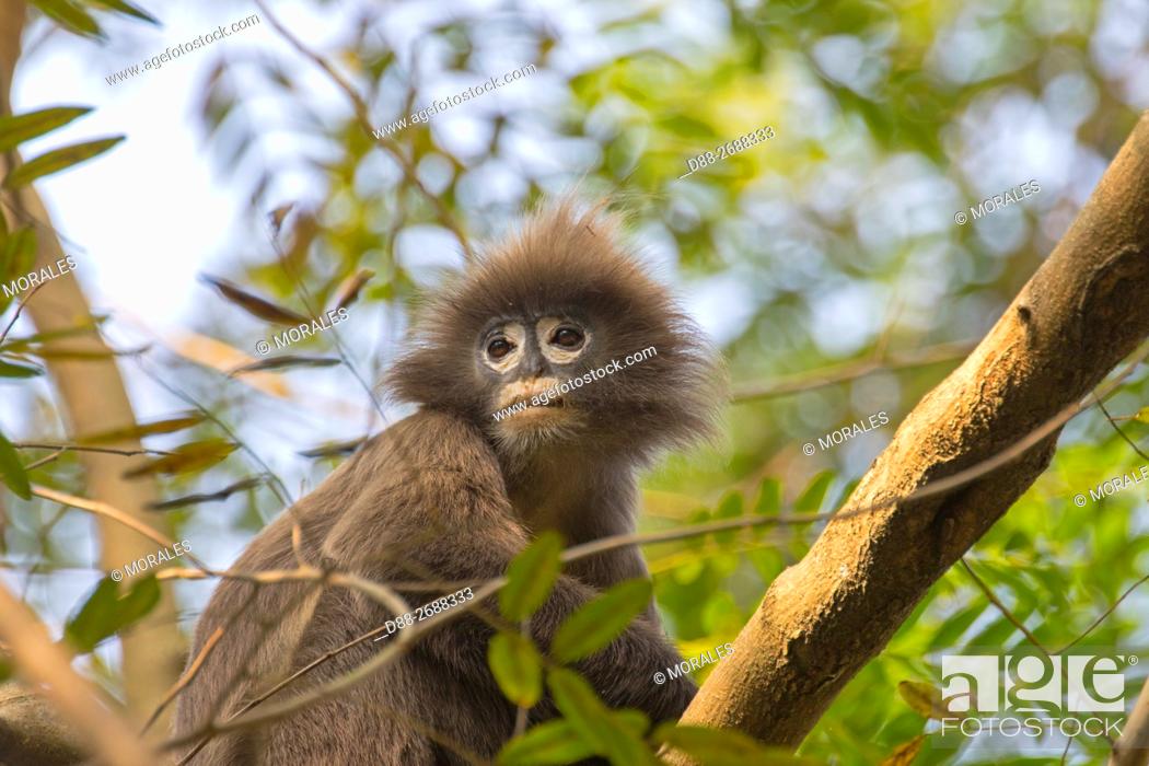South east Asia, India, Tripura state, Phayre's leaf monkey or Phayre's  langur (Trachypithecus..., Stock Photo, Picture And Rights Managed Image.  Pic. D88-2688333 | agefotostock
