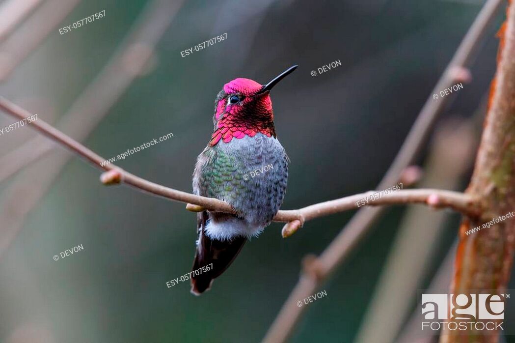 Stock Photo: Male Annas Hummingbird (Calypte anna) on a perch.