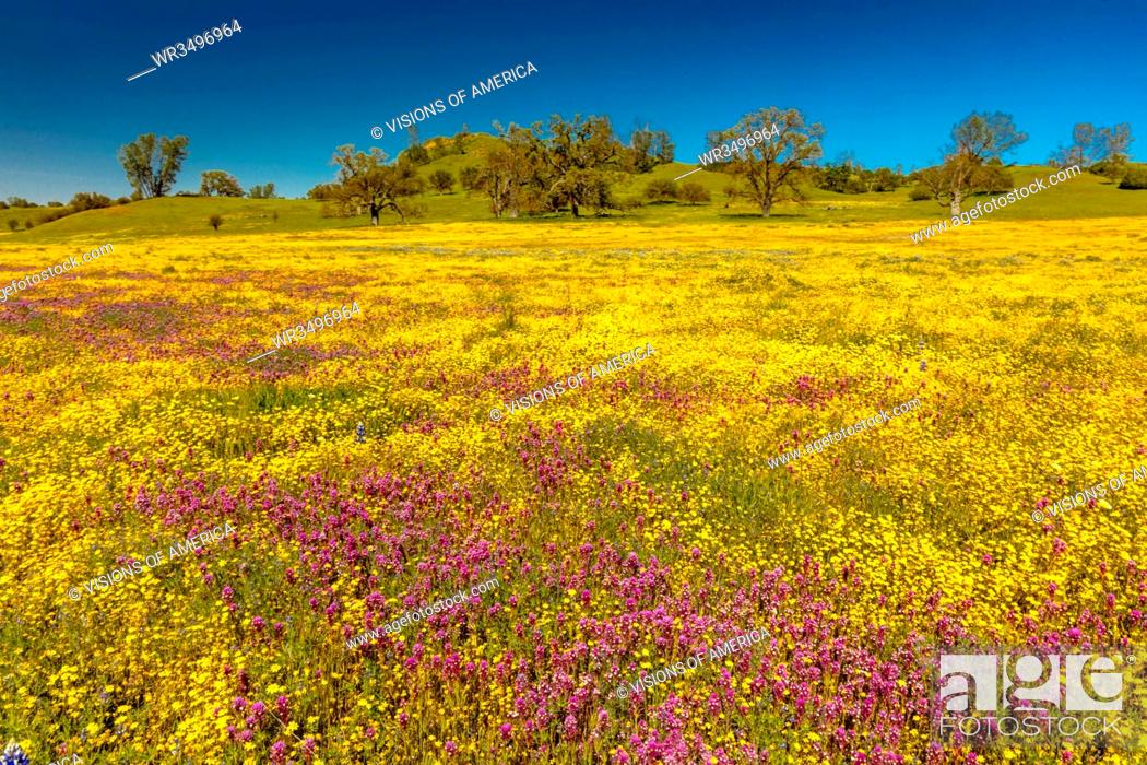 Stock Photo: Wildflowers explode on Shell Creek Road Super Bloom, San Luis Obisbo, CA.