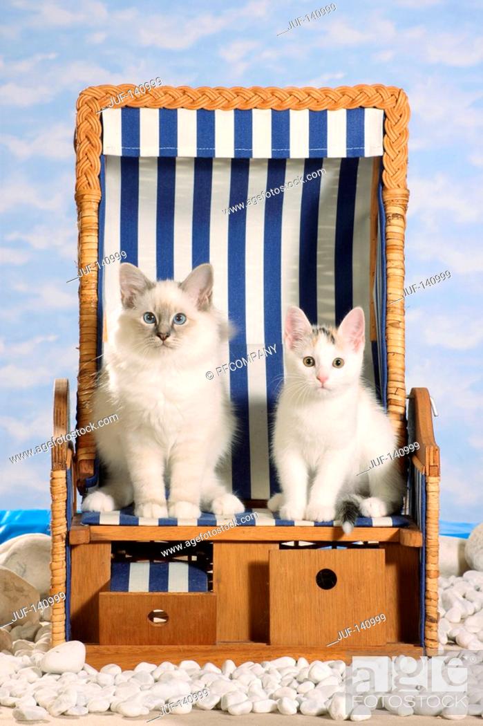 Stock Photo: Sacred cat of Burma and kitten in beach chair.