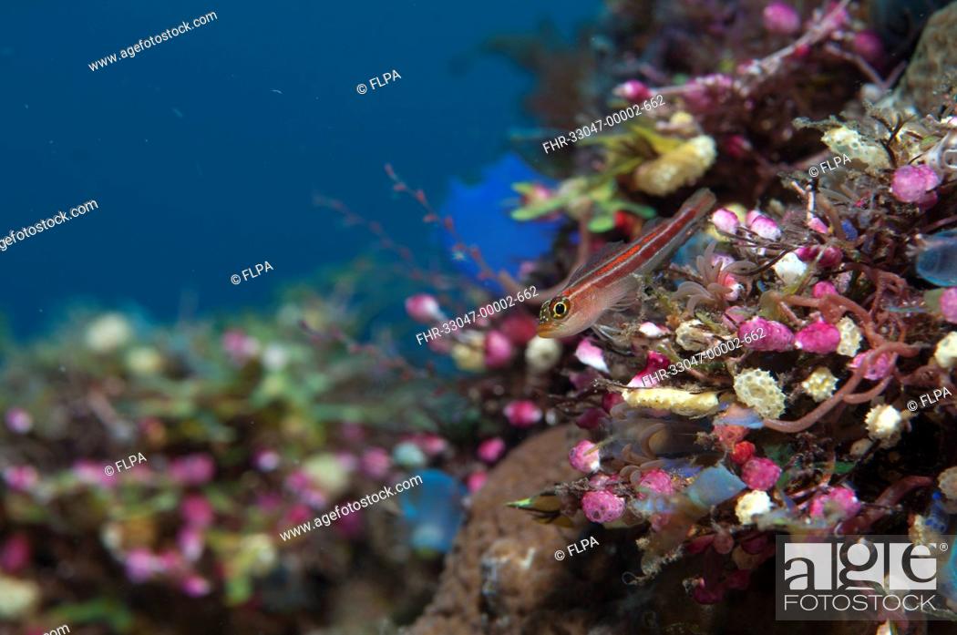 Stock Photo: Striped Triplefin Helcogramma striatum adult, resting on coral encrusted shipwreck, Liberty Wreck, Tulamben, Bali, Lesser Sunda Islands, Indonesia.
