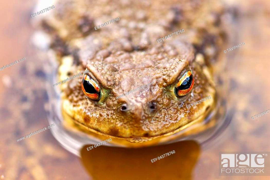 Stock Photo: portrait of common brown toad in water ( Bufo bufo ).