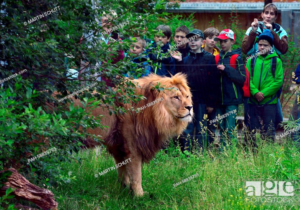 Stock Photo: Children observe a Barbary lion in the Erfurt Zoopark in Erfurt, Germany, 01 June 2015. According to own information the zoo has a size of 63 hectare and is.