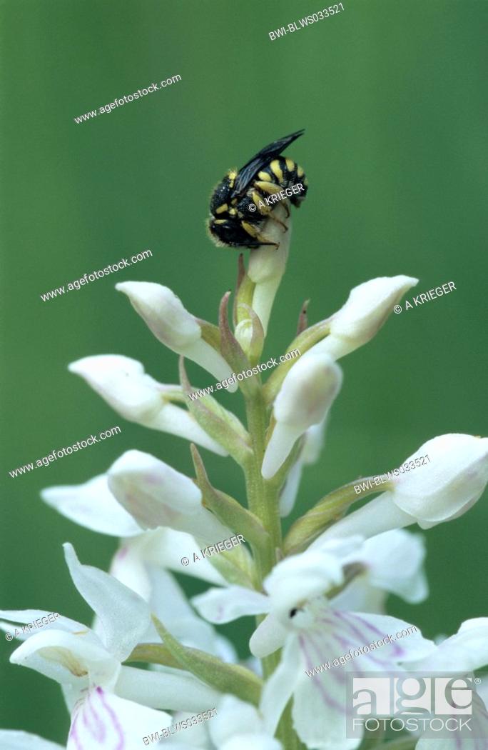 Stock Photo: wool carder bees Anthidium spec., Dactylorhiza maculata, nectar robbery, Germany, Saarland.