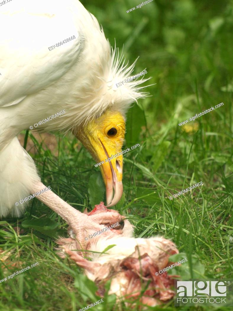 Egyptian Vulture Eating Dead Animal, Stock Photo, Picture And Low Budget  Royalty Free Image. Pic. ESY-006438668 | agefotostock