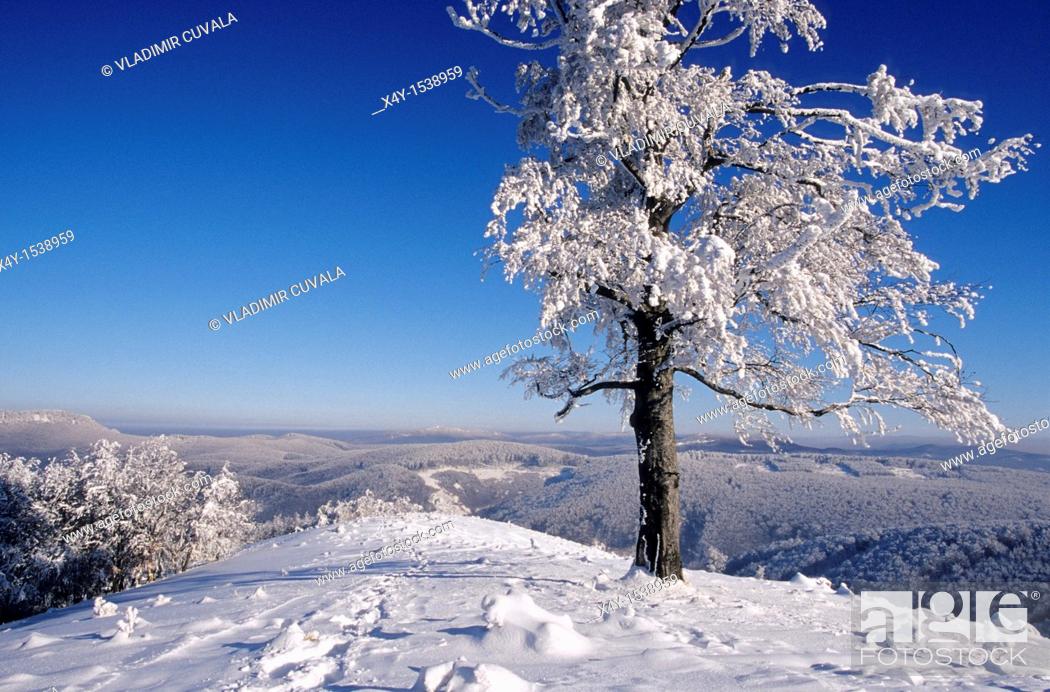 Stock Photo: Winter scenery at Skalnata, Male Karpaty, Slovakia.