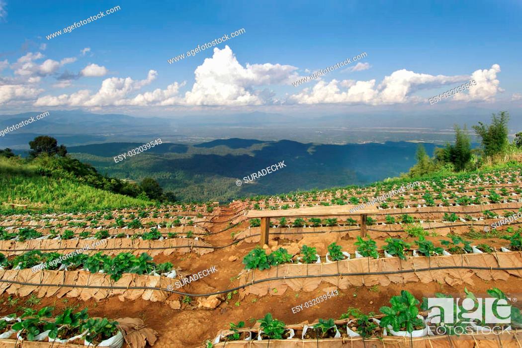 Stock Photo: Top view of Mon Jam (Thai local name) mountain with strawberry farm and chair in Chiangmai Thailand.