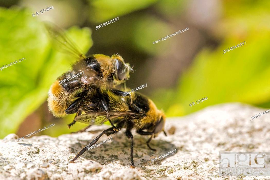 Stock Photo: Large narcissus fly, Large bulb fly, Narcissus bulb fly (Merodon equestris), copulation, Germany, Bavaria, Niederbayern, Lower Bavaria.
