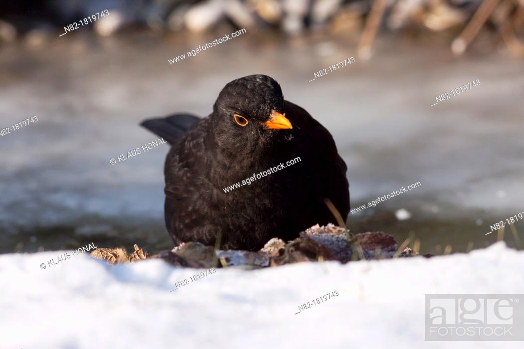 Stock Photo: Common blackbird Turdus merula male comes to drink at a frozen stream - Bavaria/Germany.