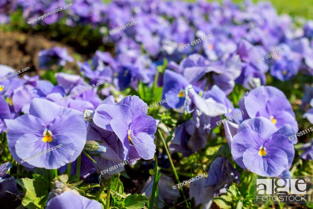 Stock Photo: The garden pansy is a type of large-flowered hybrid plant cultivated as a garden flower. This image was blurred or selective focus.