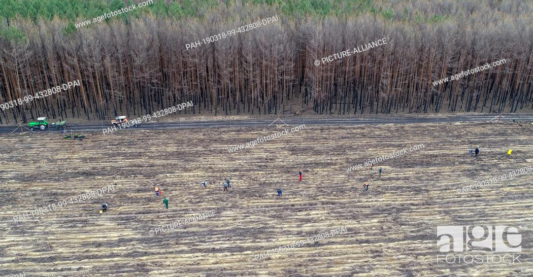 Stock Photo: 16 March 2019, Brandenburg, Klausdorf: In addition to a burnt pine forest, volunteers and forest workers plant new trees (aerial photograph with a drone).