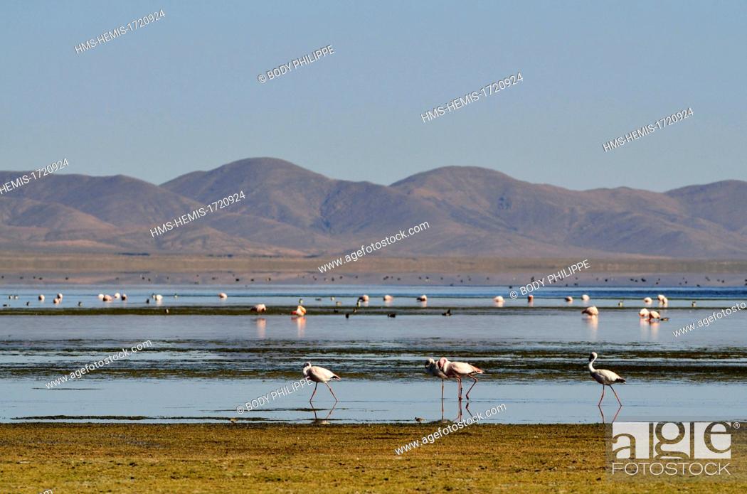 Stock Photo: Argentina, Province of Ju Juy, Natural reserve - Laguna de los Pozuelos, greater flamingo (Phoenicopterus roseus).
