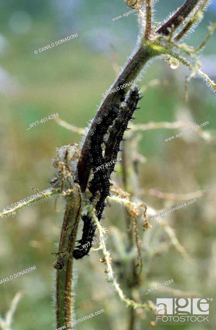 Stock Photo: vanessa ortica worm on neetle, venturosa mt. , italy.