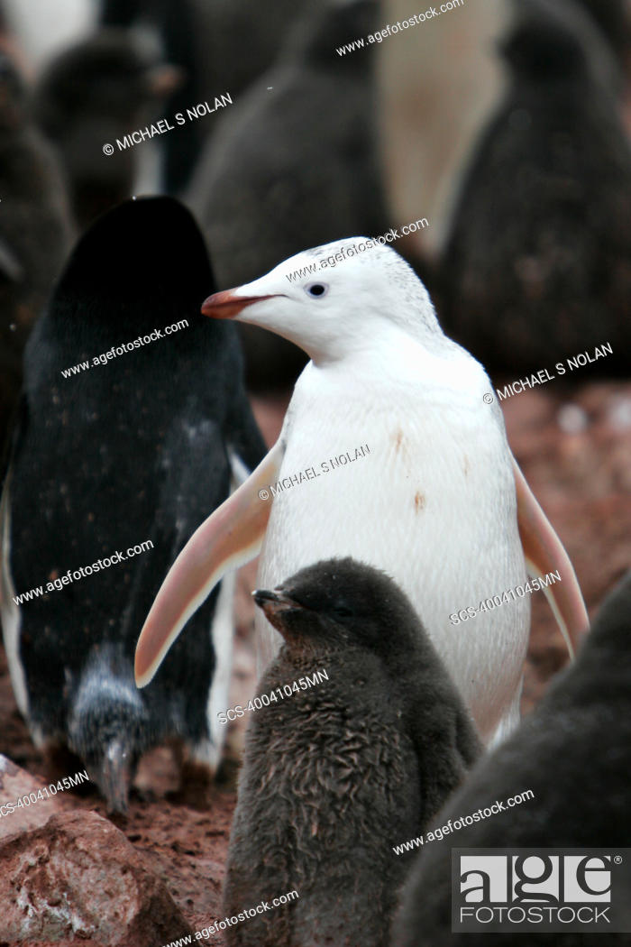 Stock Photo: A leucistic adult Adelie penguin Pygoscelis adeliae on Devil Island on the Northeast side of the Antarctic Peninsula This adult is the parent to two 'normal'.