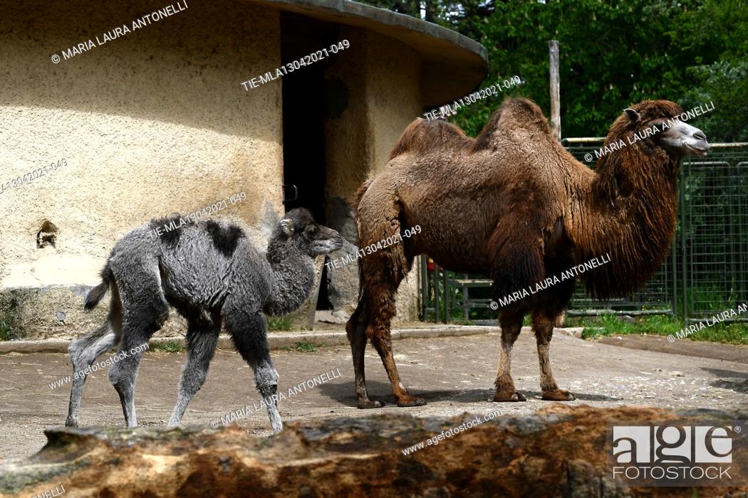 Stock Photo: Spring in the name of births at the Zoological Garden 'Bioparco' of Rome. Bactrian camel puppy is called Priscilla and is in excellent health and her mother.