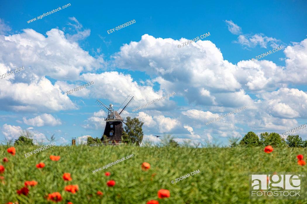 Stock Photo: an old windmill stands on a canola field in front of a blue sky with white clouds.
