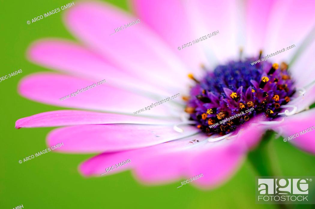 Cape Daisy Dimorphotheca Ecklonis Osteospermum Ecklonis African Daisy Cape Marguerite Stock Photo Picture And Rights Managed Image Pic Rdc 346040 Agefotostock