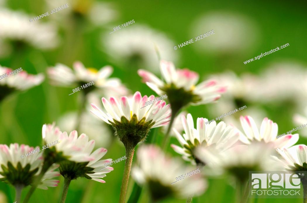 Stock Photo: Daisies in a field.