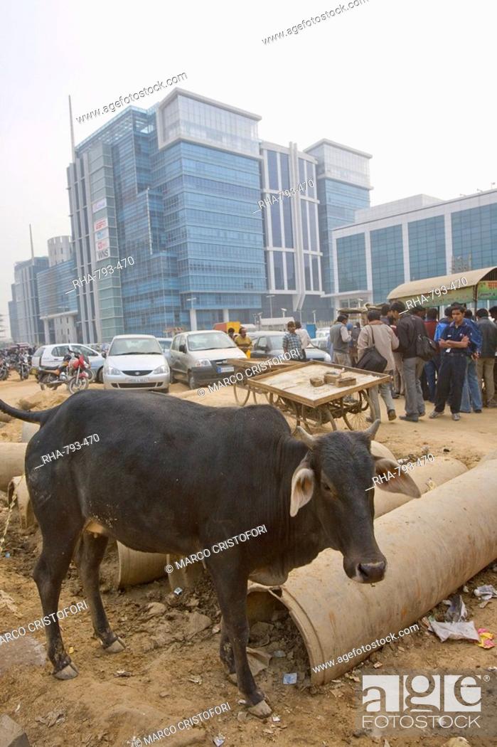 Cow in front of new buildings, Tech center 50km from Delhi at Gurgaon,  Harayana state, India, Asia, Stock Photo, Picture And Rights Managed Image.  Pic. RHA-793-470 | agefotostock